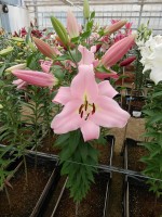 [4439 PO35 Bellamonte No01.JPG]